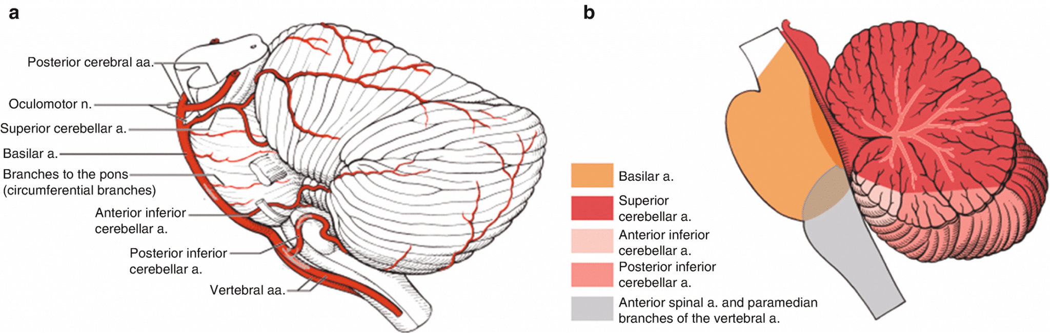 Vertigo Chiropractic And Physiotherapy Treatment Spinefit Chiro